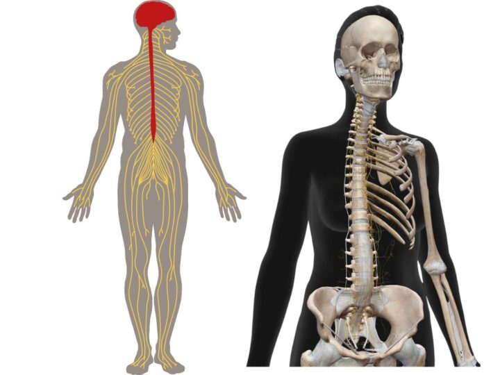 腰痛改善させるには背骨を動かせ！脊柱と自律神経の関係性とは？の画像